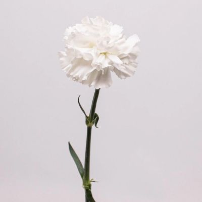 Bulk Flowers Fresh White Carnations Image 1
