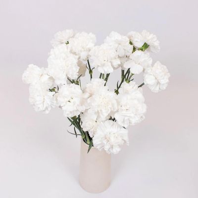 Bulk Flowers Fresh White Carnations Image 2