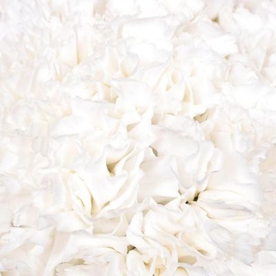 Bulk Flowers Fresh White Carnations Image 3