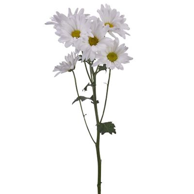 Bulk Flowers Fresh White Daisy Flowers Image 1