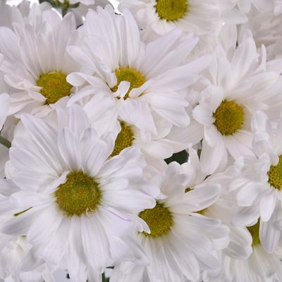 Bulk Flowers Fresh White Daisy Flowers Image 3