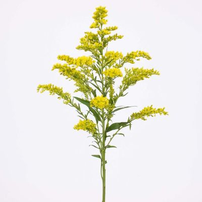 Bulk Flowers Fresh Yellow Solidago Flowers Image 1