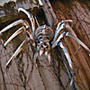 Bulk Giant Skeleton Spider Halloween Decorations - 4 Pc. Image 1