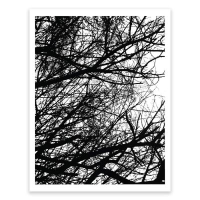 BW Winter Tree Branches Photo 8.5x11 Image 1