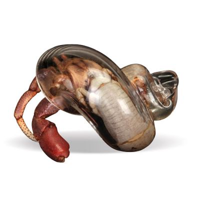 Carolina Biological Supply Company Blown-Glass Hermit Crab Shell Image 3