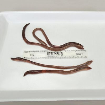Carolina Biological Supply Company Earthworms, (Lumbricus terrestris), Living, Large, Pack of 12 Image 1