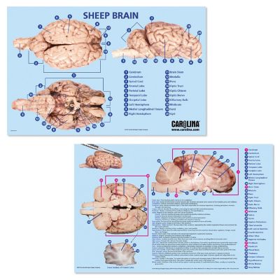 Carolina   Brain Dissection Mat Image 1