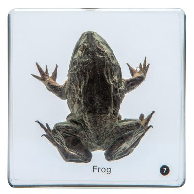 Carolina   Frog Development Set Image 1