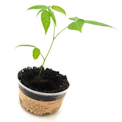 Cedar Tree Starter Kit - Seeds In A Cup Image 1