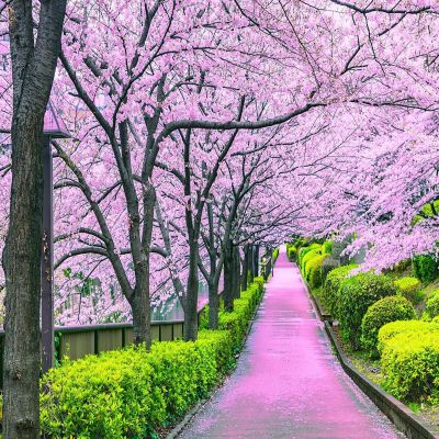 Cherry Blossom Bliss Tokyo Japan Puzzle  1000 Piece Jigsaw Puzzle Image 1