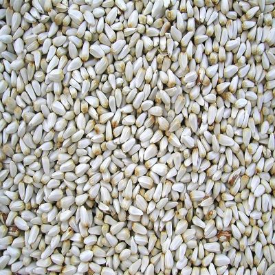 Cole's #SA20 Safflower Bird Seed, 20-Pound Image 1