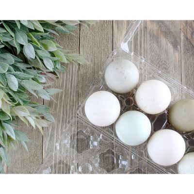 Cornucopia Duck Egg Cartons (8-Pack); Plastic Jumbo Egg Containers for Duck and Turkey Egg Storage Image 2