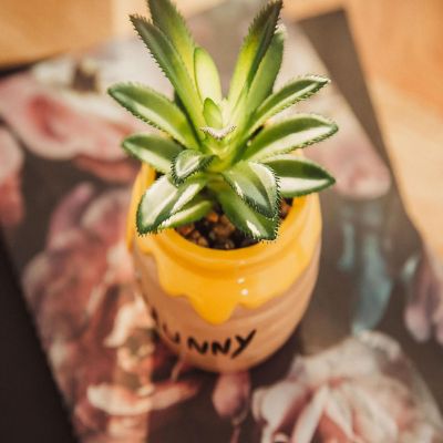 Disney Winnie The Pooh Hunny Pot Ceramic Mini Planter with Artificial Succulent Image 3