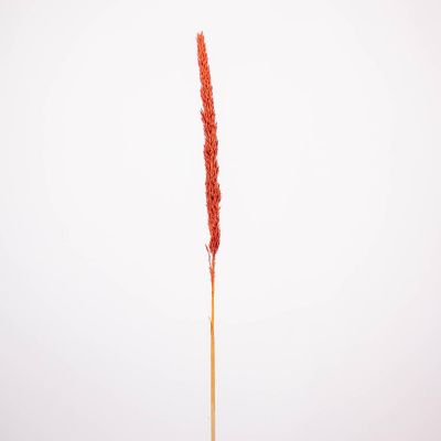 Dried Brown Typha Grass Small Pack Image 1