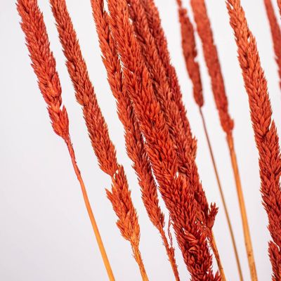 Dried Brown Typha Grass Small Pack Image 2