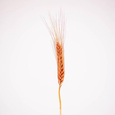 Dried Brown Wheat Grass Medium Pack Image 1