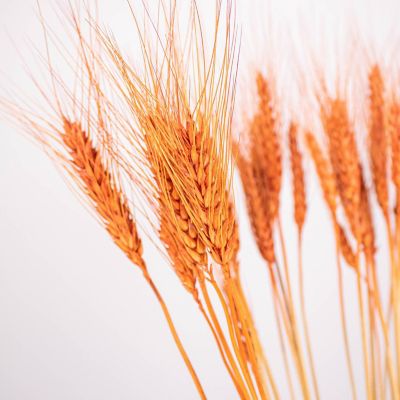 Dried Brown Wheat Grass Medium Pack Image 2