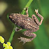 Dwarf Frog Biosphere Image 4