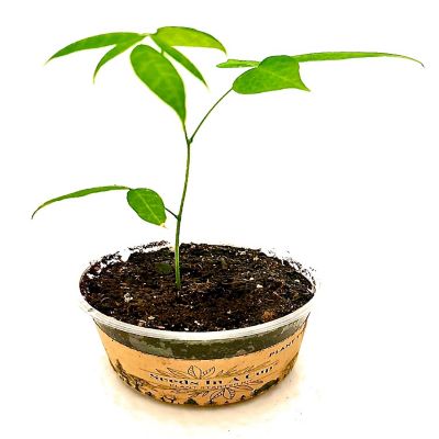 Elm Tree Starter Kit - Seeds In A Cup Image 1