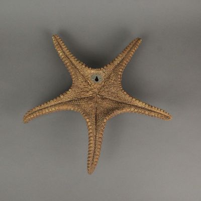 Fancy That 13 Inch Brown Resin Starfish Wall Hanging Sculpture Coastal Home Decor Sea Art Image 2