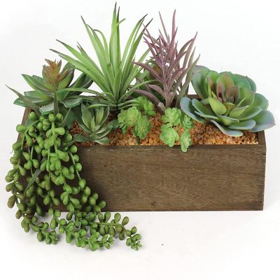 Floral Home 3" Boxed Succulent Assortment 6pcs Image 1