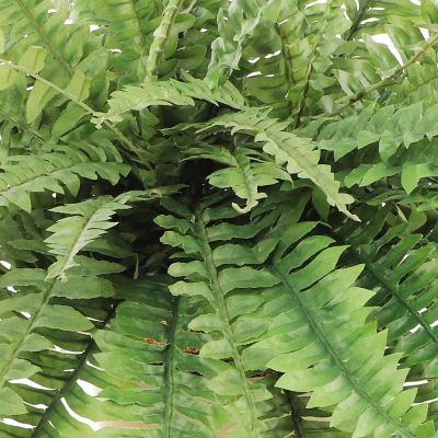 Floral Home Green 34" Boston Fern Plant 1pc Image 1