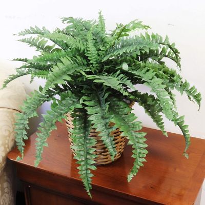 Floral Home Green 34" Boston Fern Plant 1pc Image 2