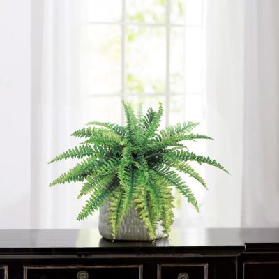 Floral Home Green 35 Fronds Boston Fern Plant 2pcs Image 1