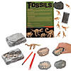 Fossil Kit for 12 Image 1