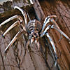 Giant Spider Skeleton Halloween Decoration Image 1