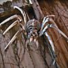 Giant Spider Skeleton Halloween Decoration Image 2