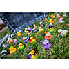 Halloween Rubber Ducks - 12 Pc. Image 1
