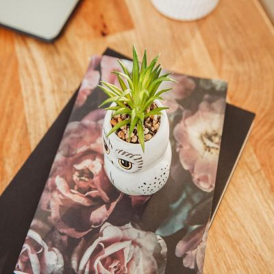 Harry Potter Hedwig 3-Inch Ceramic Mini Planter with Artificial Succulent Image 3