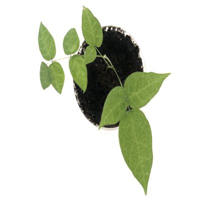 Hazelnut Tree Starter Kit - Seeds In A Cup Image 1