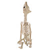 Howl At The Moon Wolf Skeleton Decoration Image 1