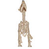 Howl At The Moon Wolf Skeleton Decoration Image 3