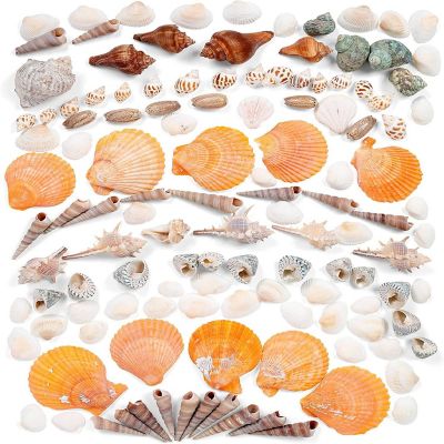 Incraftables Sea Shells (200pcs) Set for DIY Decoration & Crafts. Natural Large & Small Mixed Bulk Seashells & Starfish Image 1