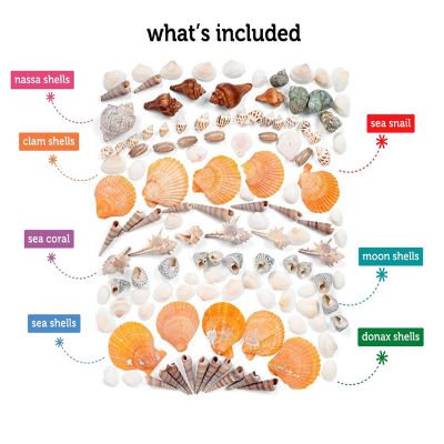 Incraftables Sea Shells (200pcs) Set for DIY Decoration & Crafts. Natural Large & Small Mixed Bulk Seashells & Starfish Image 1
