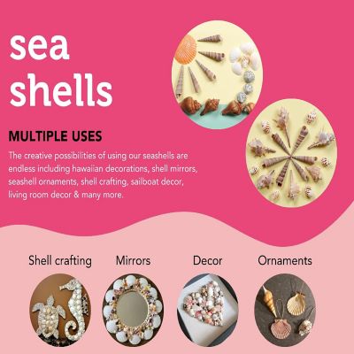 Incraftables Sea Shells (200pcs) Set for DIY Decoration & Crafts. Natural Large & Small Mixed Bulk Seashells & Starfish Image 2