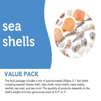 Incraftables Sea Shells (200pcs) Set for DIY Decoration & Crafts. Natural Large & Small Mixed Bulk Seashells & Starfish Image 3