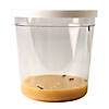 Insect Lore Butterfly Garden&amp;#174; Growing Kit Image 3