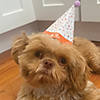 InstaCake Pet Celebration Cake Kit Image 2