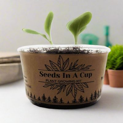 Japanese Maple: Tree Starter Kit-  Seeds In A Cup Image 1