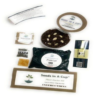 Japanese Maple: Tree Starter Kit-  Seeds In A Cup Image 2