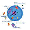 Learning Resources Giant Magnetic Animal Cells Image 1