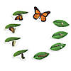 Learning Resources Giant Magnetic Butterfly Life Cycle, Set of 9 Image 2
