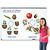 Learning Resources Giant Magnetic Plant Life Cycle, Set of 12 Image 3