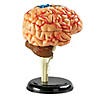 Learning Resources Model Brain Anatomy Model Image 1