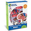 Learning Resources Model Brain Anatomy Image 1