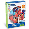Learning Resources Model Heart Anatomy Image 1